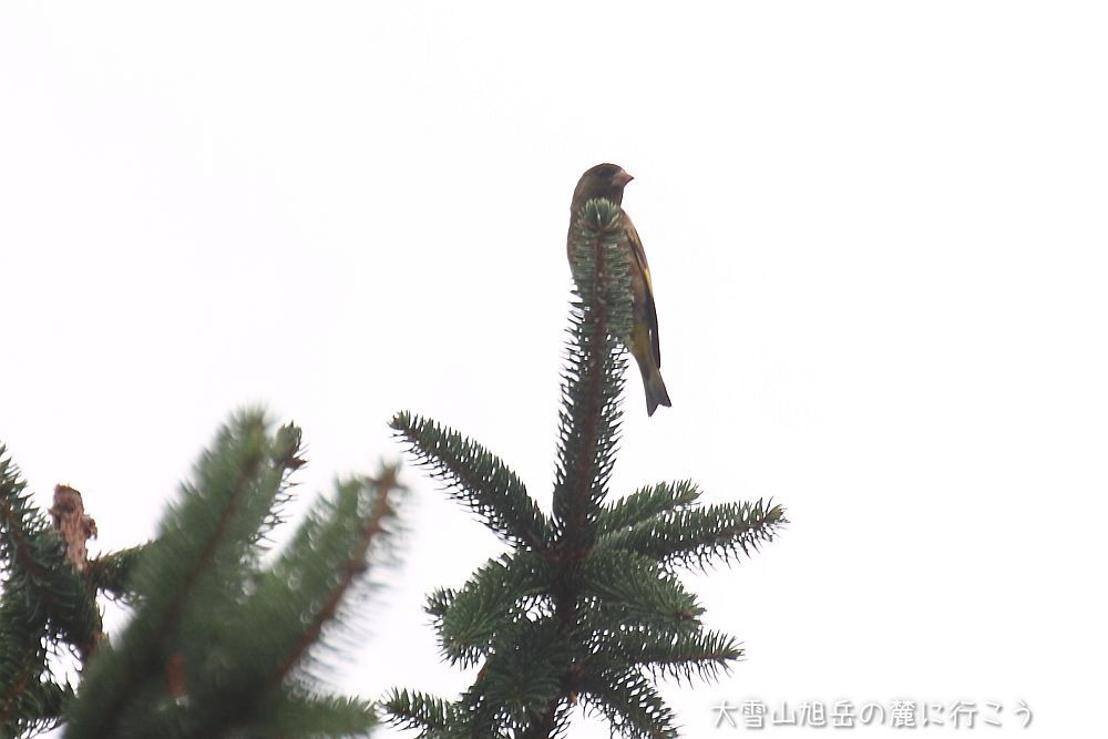 画像クリックで拡大、ドラッグで移動、ふたたびクリックで元に戻ります。 大雪山旭岳の麓に行こうシーズン2
