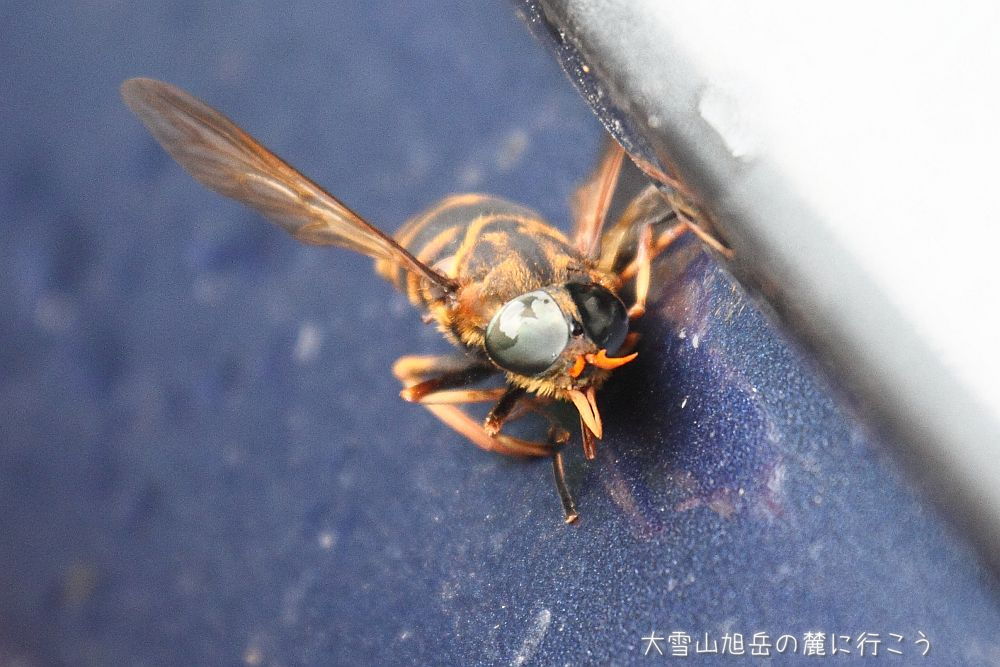 画像クリックで拡大、ドラッグで移動、ふたたびクリックで元に戻ります。 大雪山旭岳の麓に行こうシーズン2