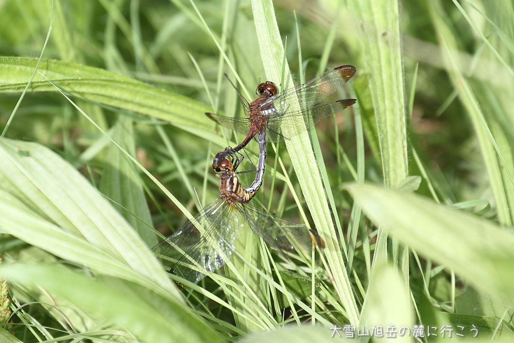 画像クリックで拡大、ドラッグで移動、ふたたびクリックで元に戻ります。 大雪山旭岳の麓に行こうシーズン2
