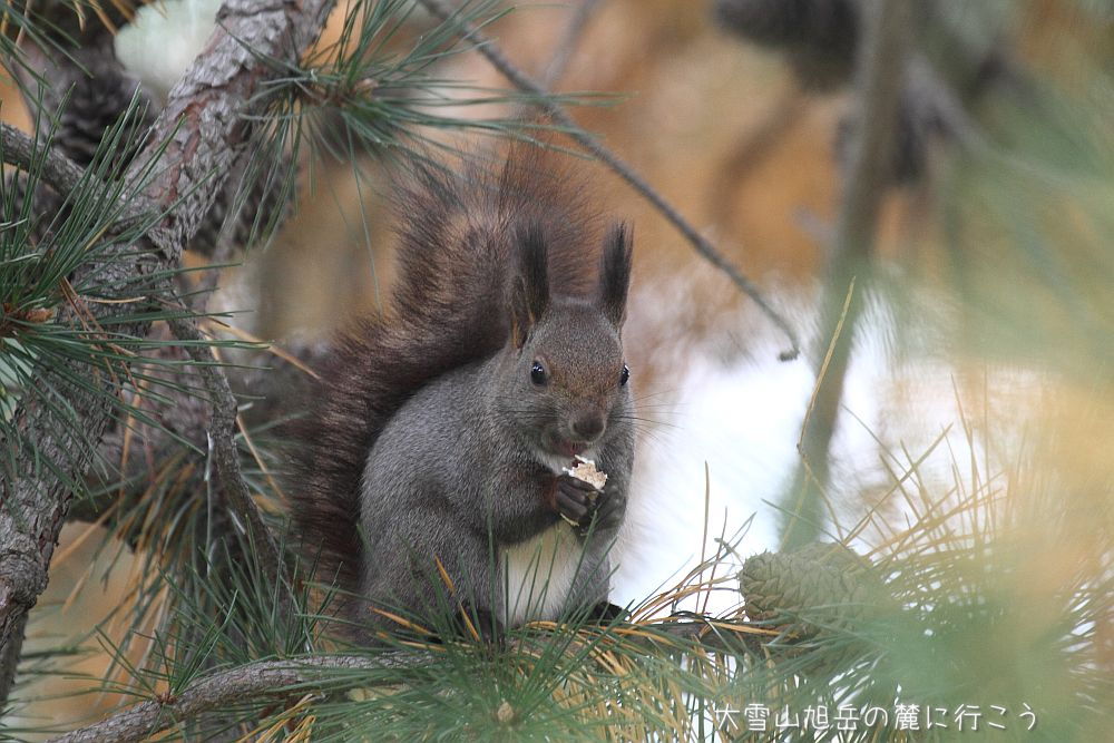 画像クリックで拡大、ドラッグで移動、ふたたびクリックで元に戻ります。 大雪山旭岳の麓に行こうシーズン2