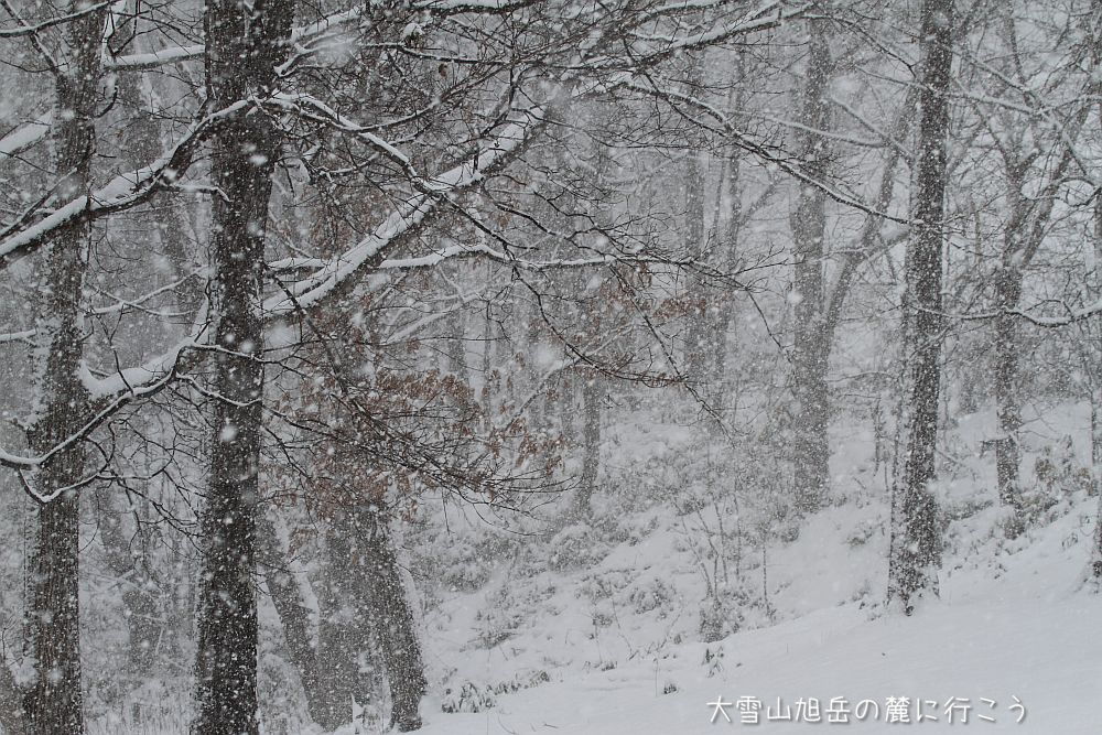 画像クリックで拡大、ドラッグで移動、ふたたびクリックで元に戻ります。 大雪山旭岳の麓に行こうシーズン2