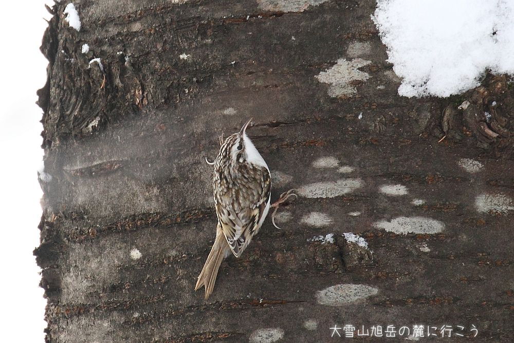 画像クリックで拡大、ドラッグで移動、ふたたびクリックで元に戻ります。 大雪山旭岳の麓に行こうシーズン2