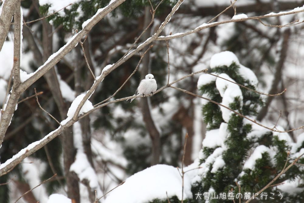 画像クリックで拡大、ドラッグで移動、ふたたびクリックで元に戻ります。 大雪山旭岳の麓に行こうシーズン2