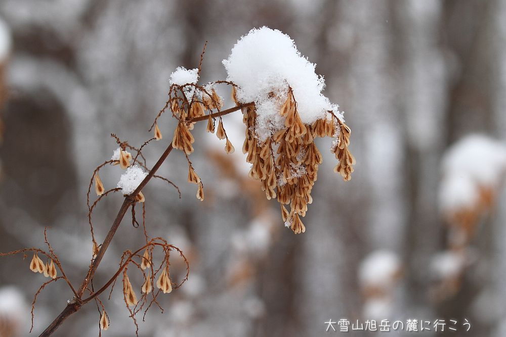 画像クリックで拡大、ドラッグで移動、ふたたびクリックで元に戻ります。 大雪山旭岳の麓に行こうシーズン2
