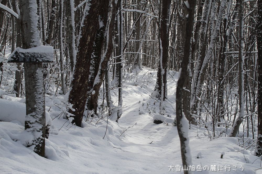 画像クリックで拡大、ドラッグで移動、ふたたびクリックで元に戻ります。 大雪山旭岳の麓に行こうシーズン2