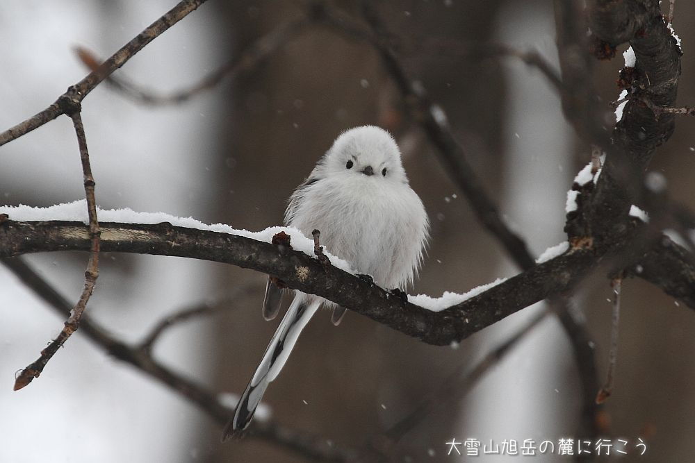 画像クリックで拡大、ドラッグで移動、ふたたびクリックで元に戻ります。 大雪山旭岳の麓に行こうシーズン2
