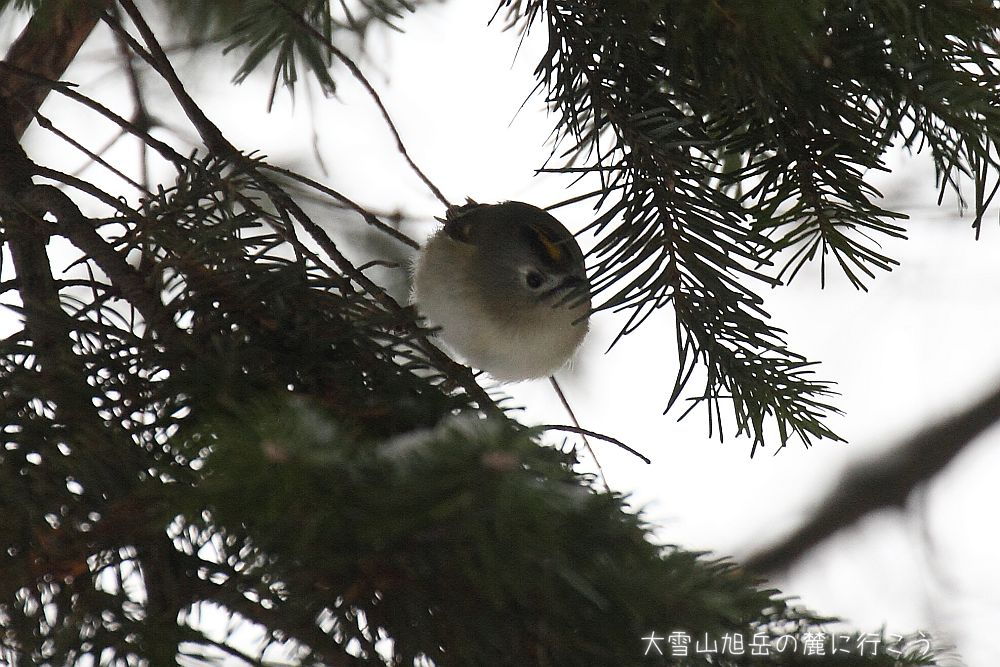 画像クリックで拡大、ドラッグで移動、ふたたびクリックで元に戻ります。 大雪山旭岳の麓に行こうシーズン2
