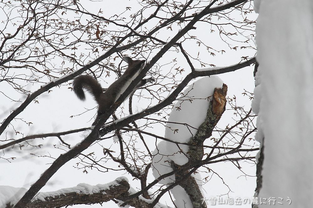 画像クリックで拡大、ドラッグで移動、ふたたびクリックで元に戻ります。 大雪山旭岳の麓に行こうシーズン2