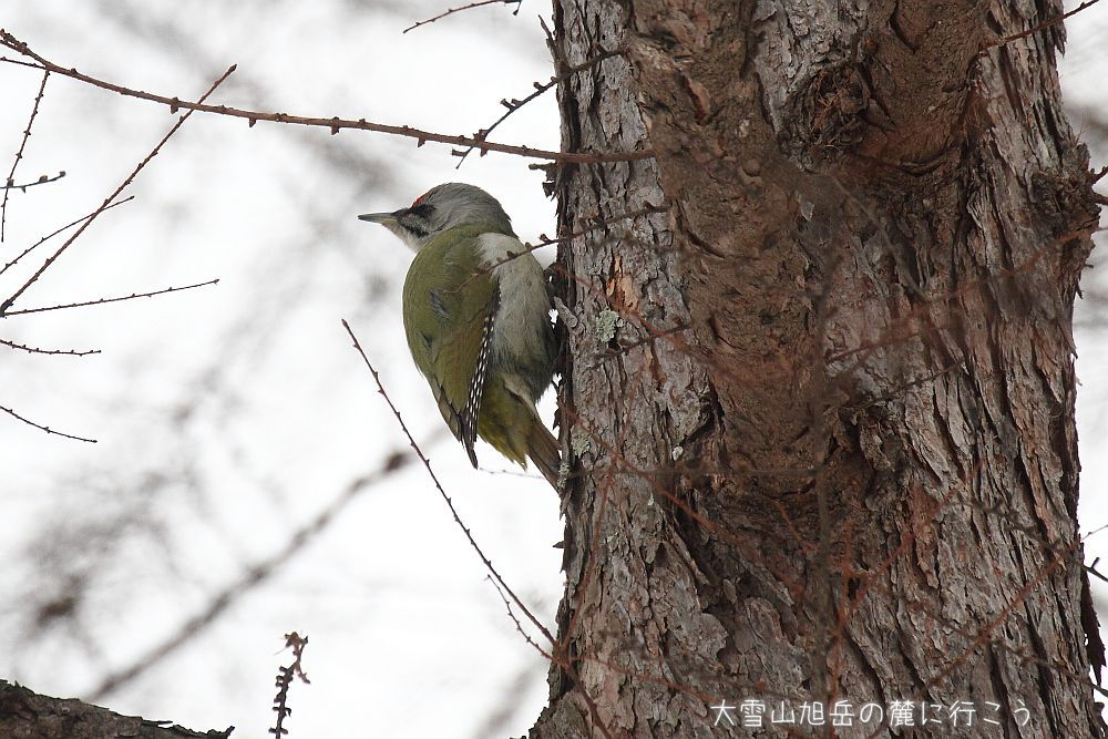 画像クリックで拡大、ドラッグで移動、ふたたびクリックで元に戻ります。 大雪山旭岳の麓に行こうシーズン2