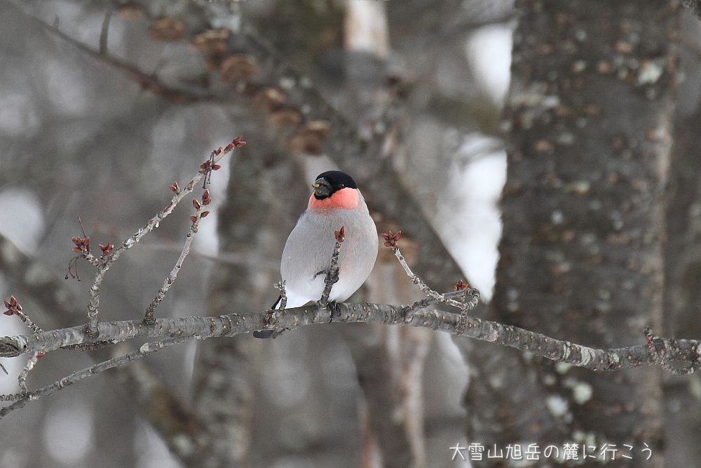 画像クリックで拡大、ドラッグで移動、ふたたびクリックで元に戻ります。 大雪山旭岳の麓に行こうシーズン2