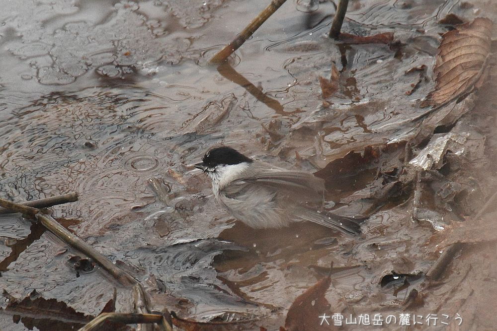 画像クリックで拡大、ドラッグで移動、ふたたびクリックで元に戻ります。 大雪山旭岳の麓に行こうシーズン2