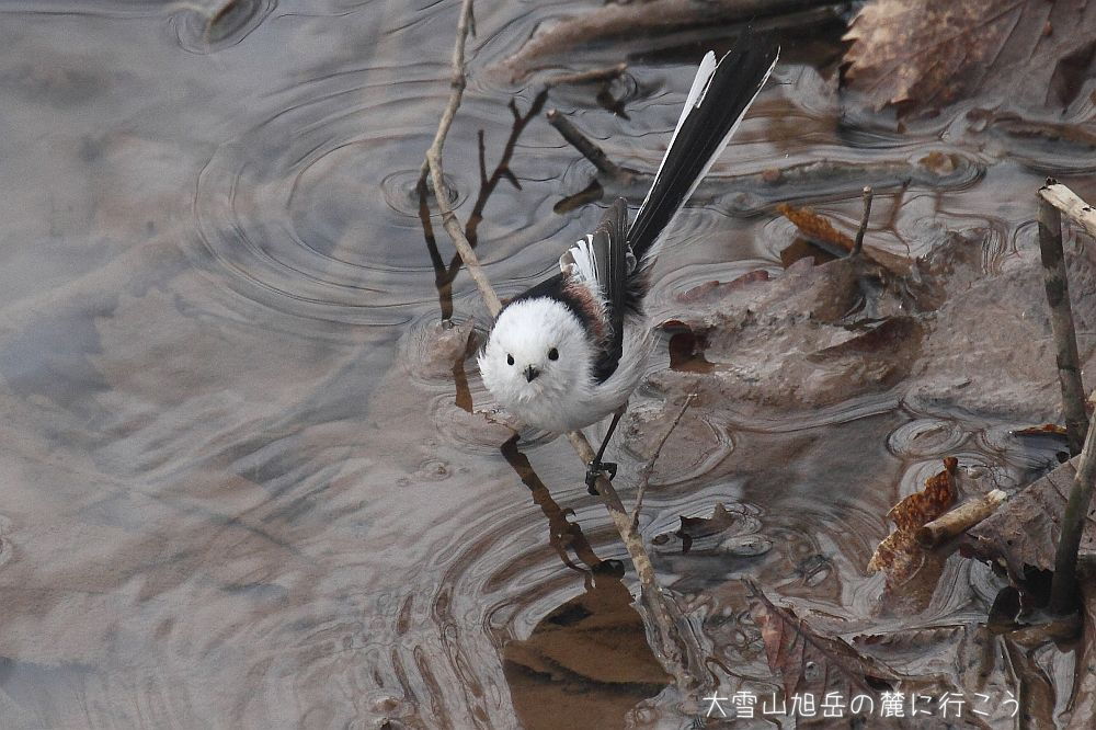 画像クリックで拡大、ドラッグで移動、ふたたびクリックで元に戻ります。 大雪山旭岳の麓に行こうシーズン2
