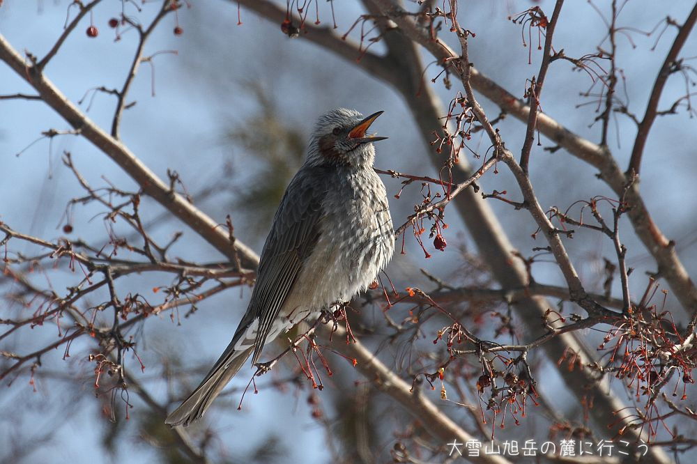画像クリックで拡大、ドラッグで移動、ふたたびクリックで元に戻ります。 大雪山旭岳の麓に行こうシーズン2