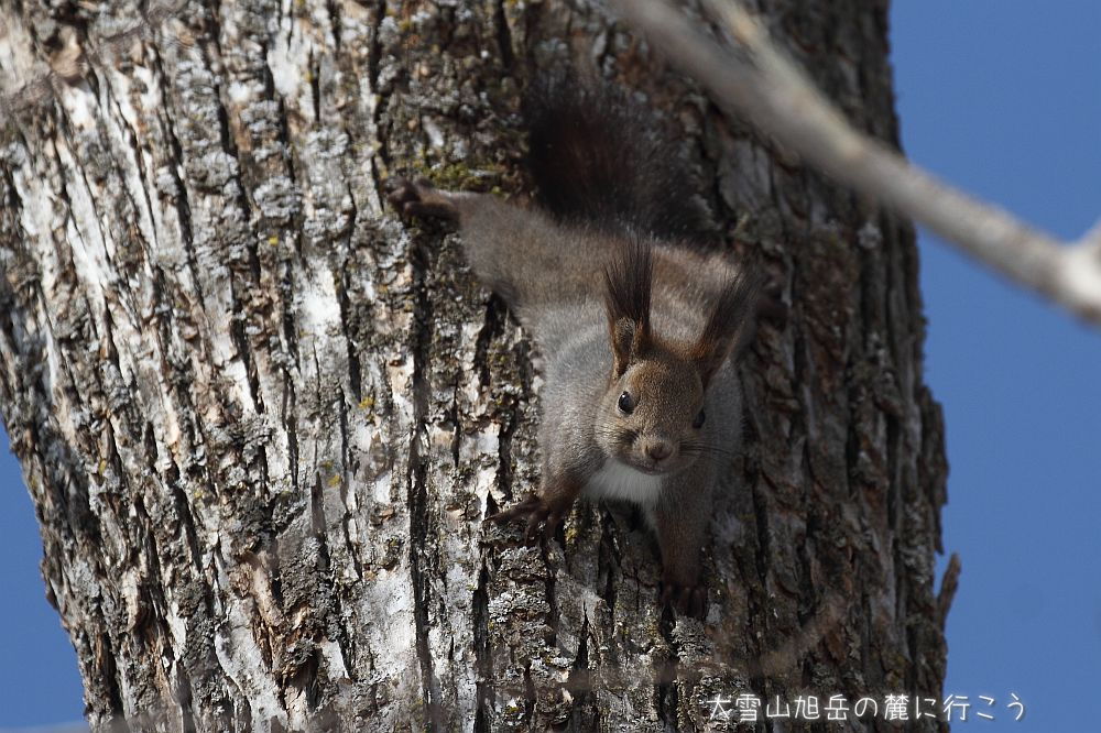 画像クリックで拡大、ドラッグで移動、ふたたびクリックで元に戻ります。 大雪山旭岳の麓に行こうシーズン2