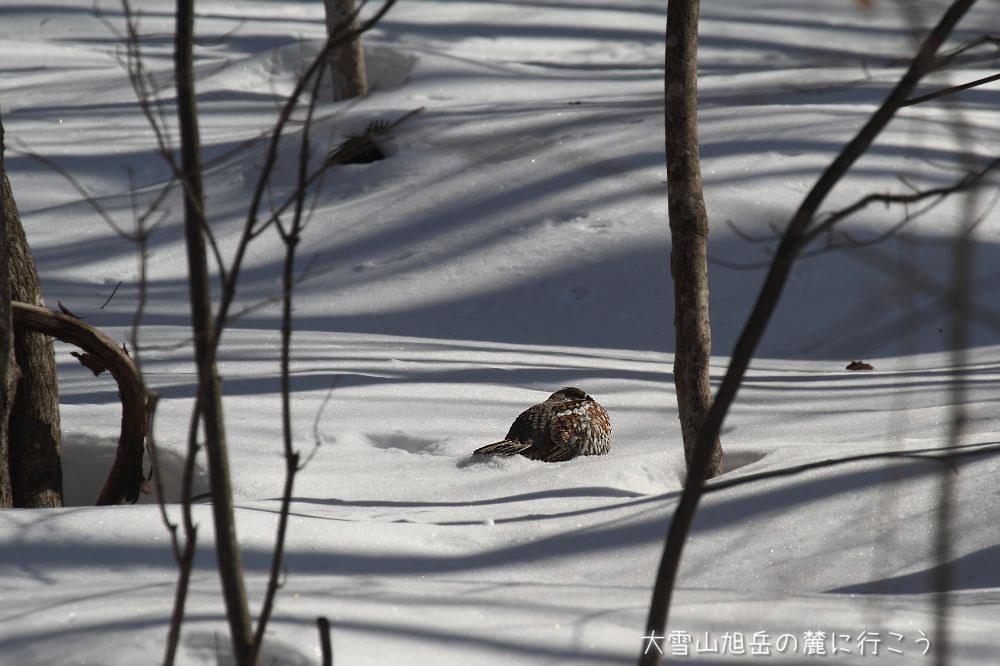 画像クリックで拡大、ドラッグで移動、ふたたびクリックで元に戻ります。 大雪山旭岳の麓に行こうシーズン2