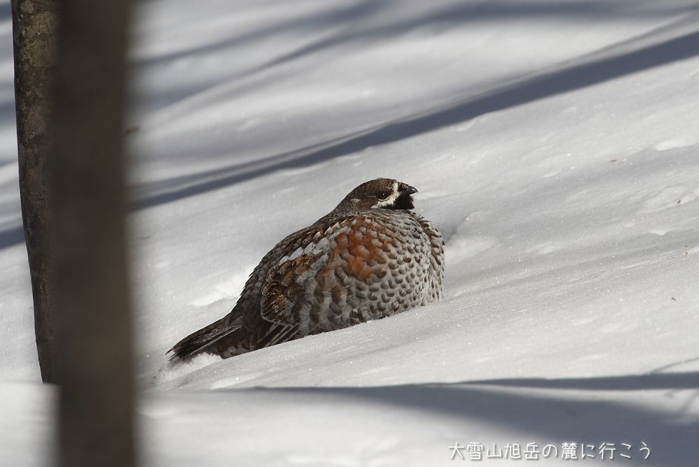 画像クリックで拡大、ドラッグで移動、ふたたびクリックで元に戻ります。 大雪山旭岳の麓に行こうシーズン2