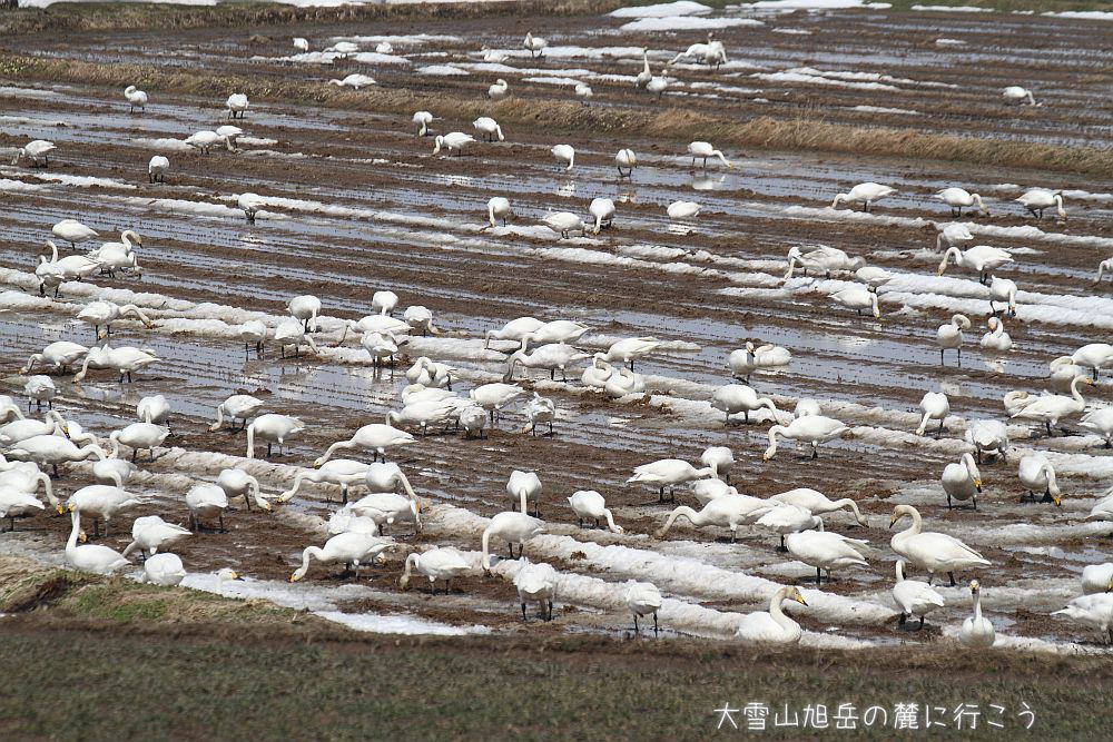 画像クリックで拡大、ドラッグで移動、ふたたびクリックで元に戻ります。 大雪山旭岳の麓に行こうシーズン2