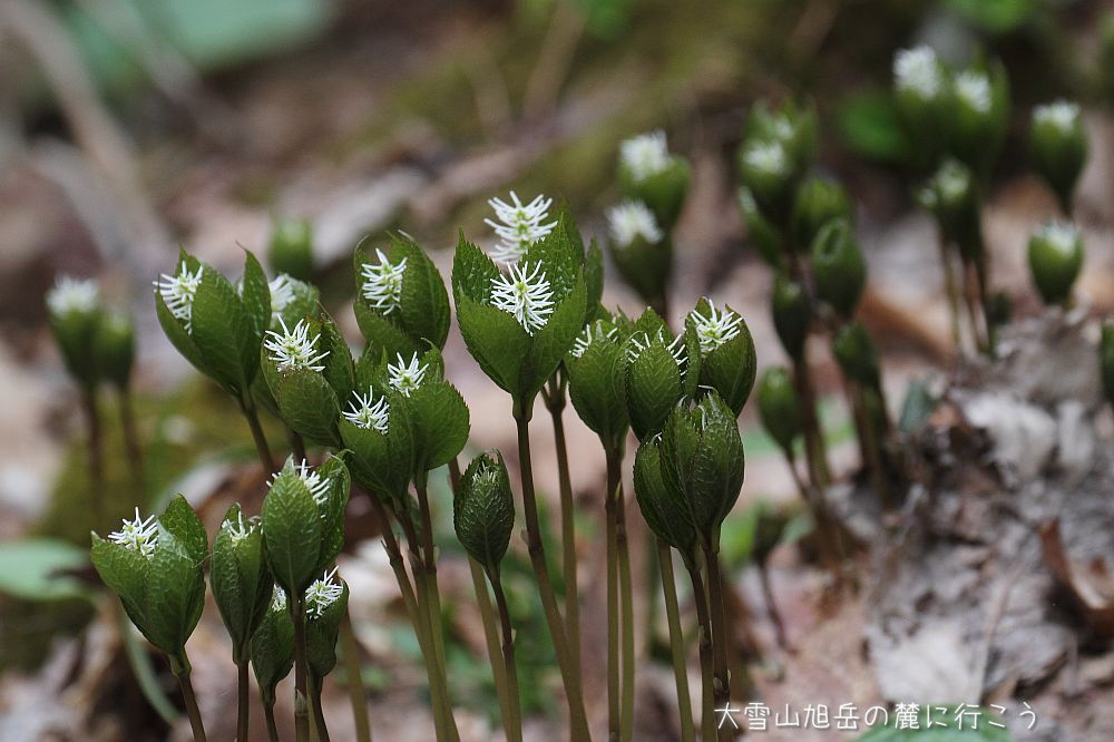 画像クリックで拡大、ドラッグで移動、ふたたびクリックで元に戻ります。 大雪山旭岳の麓に行こうシーズン2