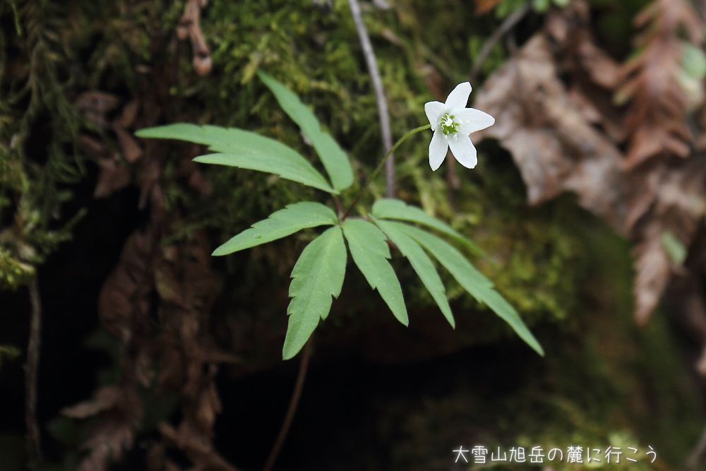 画像クリックで拡大、ドラッグで移動、ふたたびクリックで元に戻ります。 大雪山旭岳の麓に行こうシーズン2