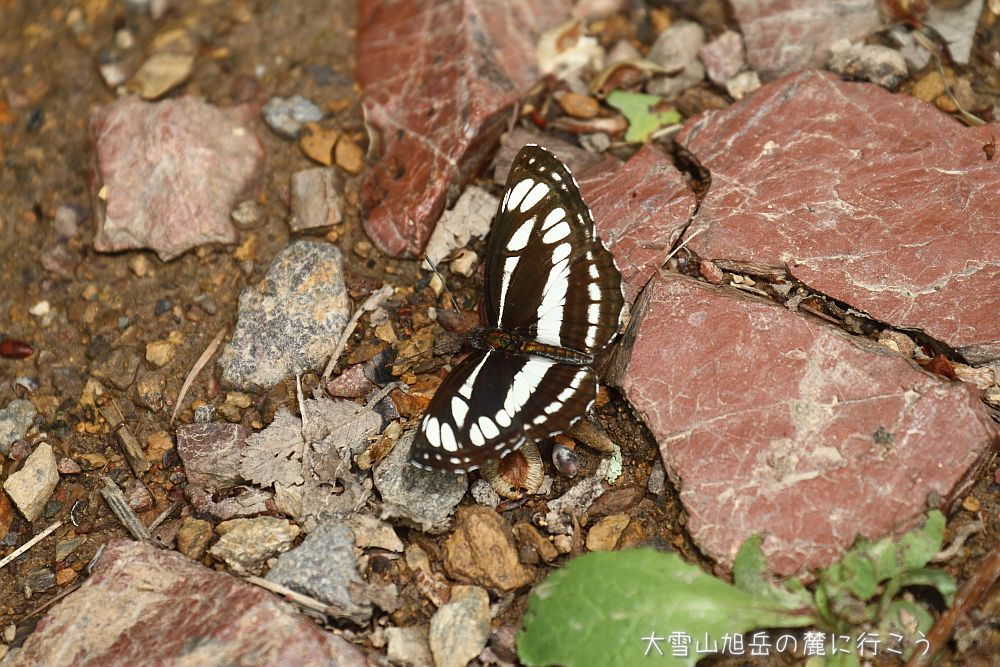 画像クリックで拡大、ドラッグで移動、ふたたびクリックで元に戻ります。 大雪山旭岳の麓に行こうシーズン2