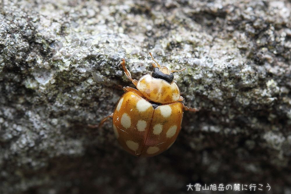 画像クリックで拡大、ドラッグで移動、ふたたびクリックで元に戻ります。 大雪山旭岳の麓に行こうシーズン2