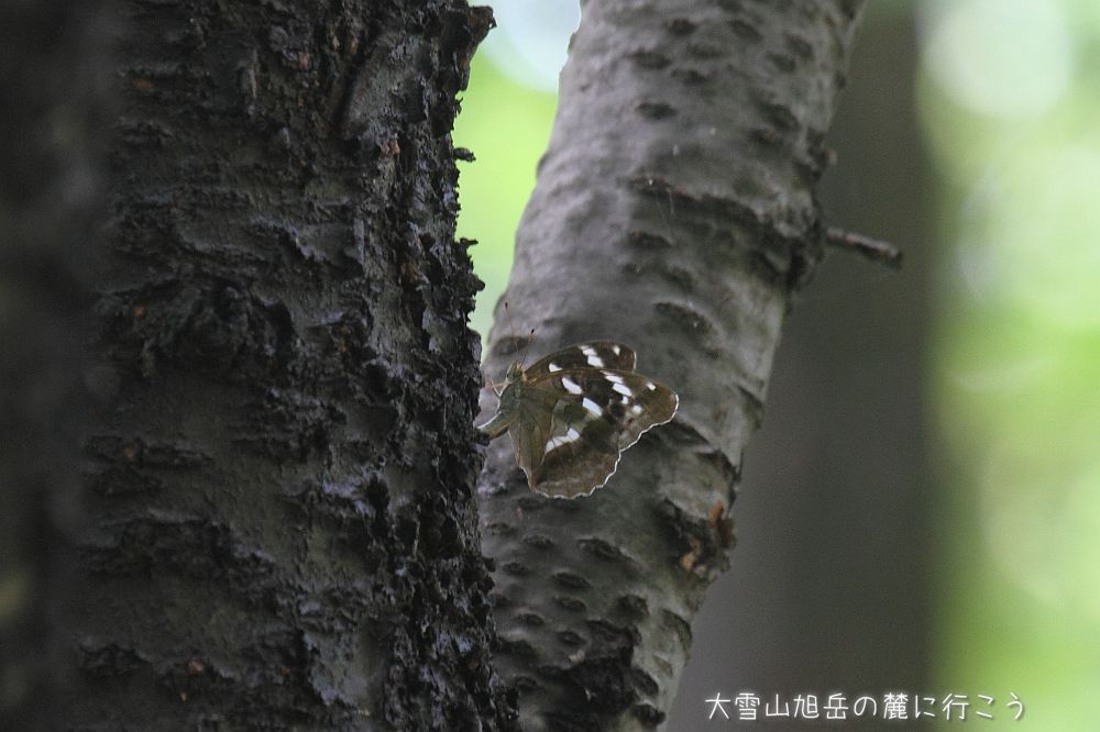 画像クリックで拡大、ドラッグで移動、ふたたびクリックで元に戻ります。 大雪山旭岳の麓に行こうシーズン2