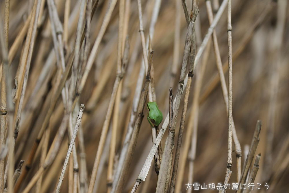画像クリックで拡大、ドラッグで移動、ふたたびクリックで元に戻ります。 大雪山旭岳の麓に行こうシーズン2