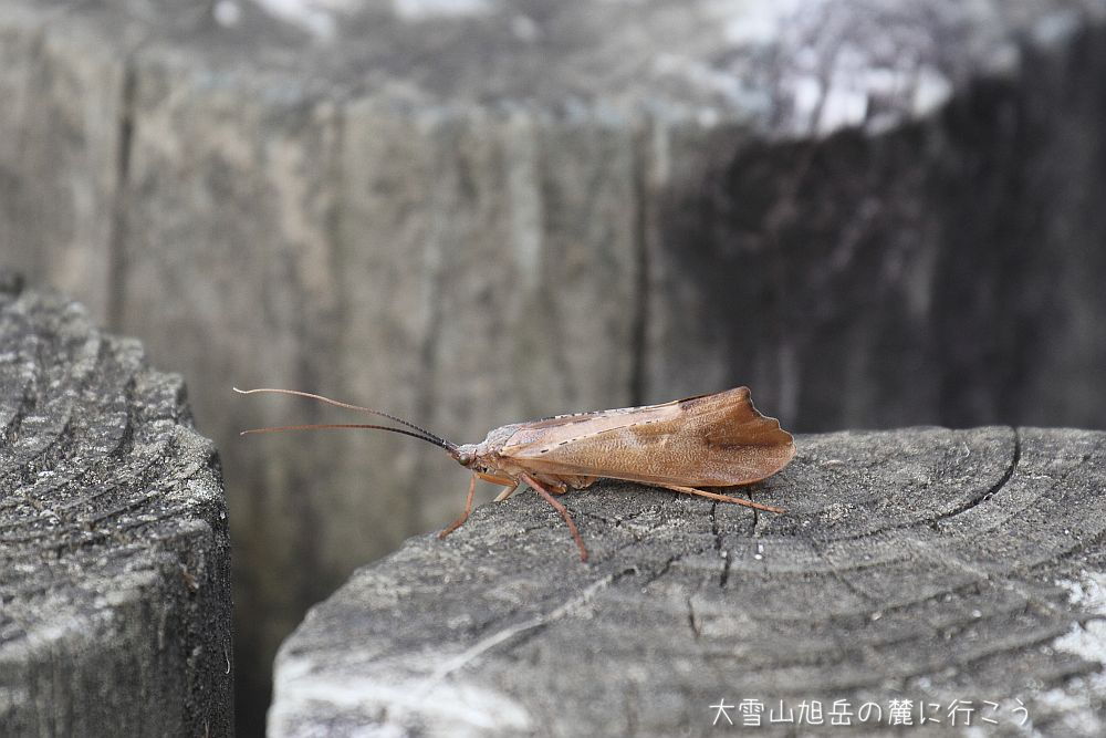 画像クリックで拡大、ドラッグで移動、ふたたびクリックで元に戻ります。 大雪山旭岳の麓に行こうシーズン2