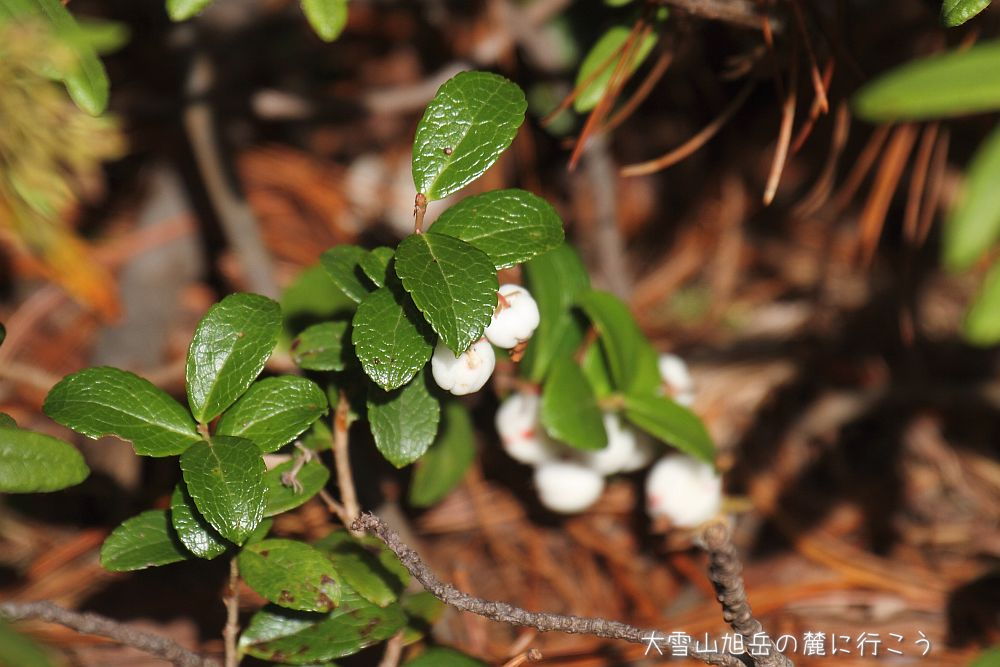 画像クリックで拡大、ドラッグで移動、ふたたびクリックで元に戻ります。 大雪山旭岳の麓に行こうシーズン2