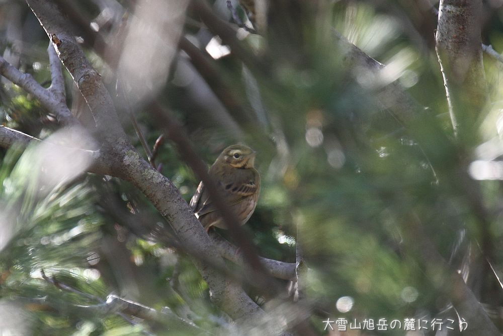 画像クリックで拡大、ドラッグで移動、ふたたびクリックで元に戻ります。 大雪山旭岳の麓に行こうシーズン2