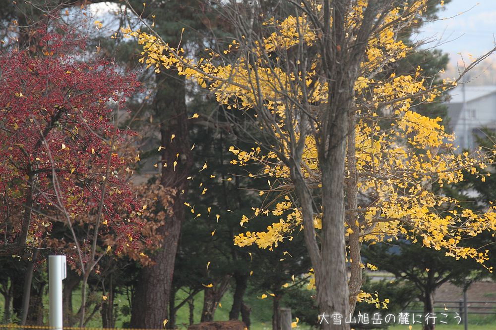 画像クリックで拡大、ドラッグで移動、ふたたびクリックで元に戻ります。 大雪山旭岳の麓に行こうシーズン2