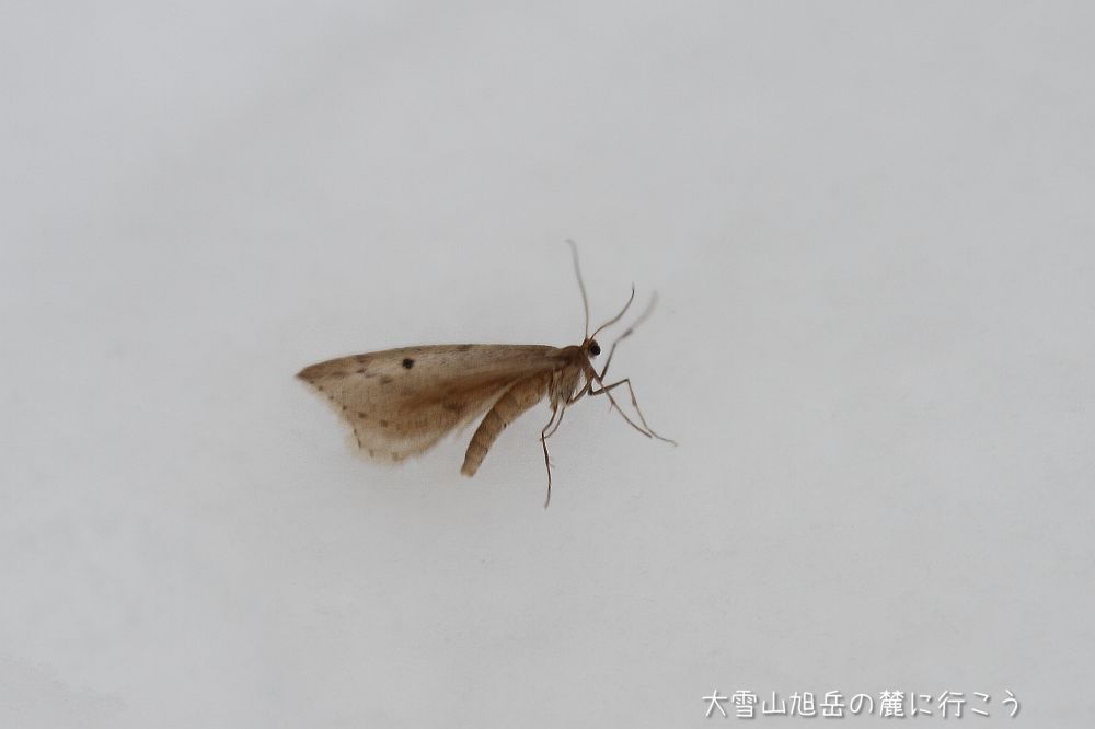 画像クリックで拡大、ドラッグで移動、ふたたびクリックで元に戻ります。 大雪山旭岳の麓に行こうシーズン2