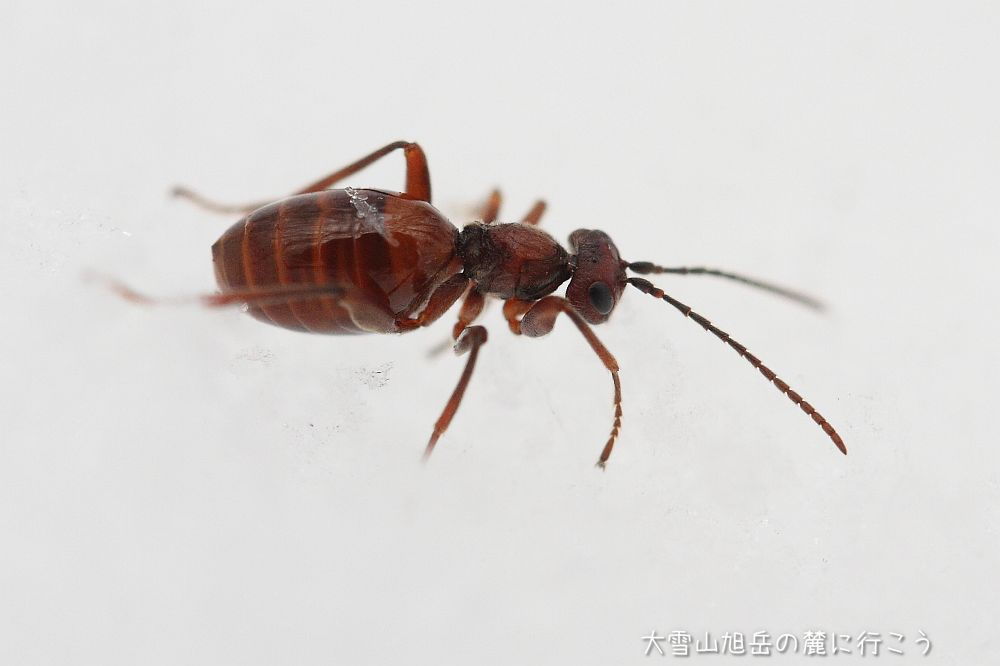 画像クリックで拡大、ドラッグで移動、ふたたびクリックで元に戻ります。 大雪山旭岳の麓に行こうシーズン2