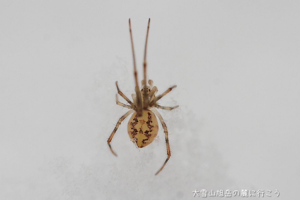 画像クリックで拡大、ドラッグで移動、ふたたびクリックで元に戻ります。 大雪山旭岳の麓に行こうシーズン2