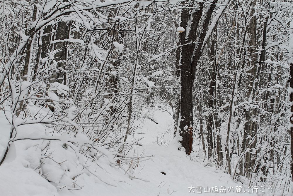 画像クリックで拡大、ドラッグで移動、ふたたびクリックで元に戻ります。 大雪山旭岳の麓に行こうシーズン2