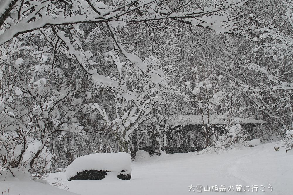 画像クリックで拡大、ドラッグで移動、ふたたびクリックで元に戻ります。 大雪山旭岳の麓に行こうシーズン2