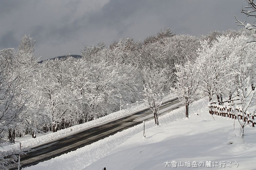 画像クリックで拡大、ドラッグで移動、ふたたびクリックで元に戻ります。 大雪山旭岳の麓に行こうシーズン2