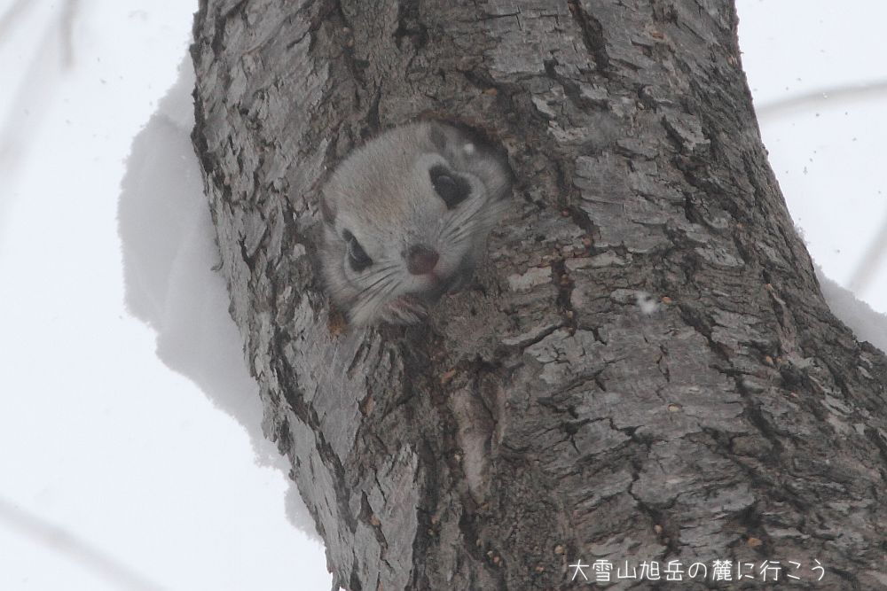 画像クリックで拡大、ドラッグで移動、ふたたびクリックで元に戻ります。 大雪山旭岳の麓に行こうシーズン2