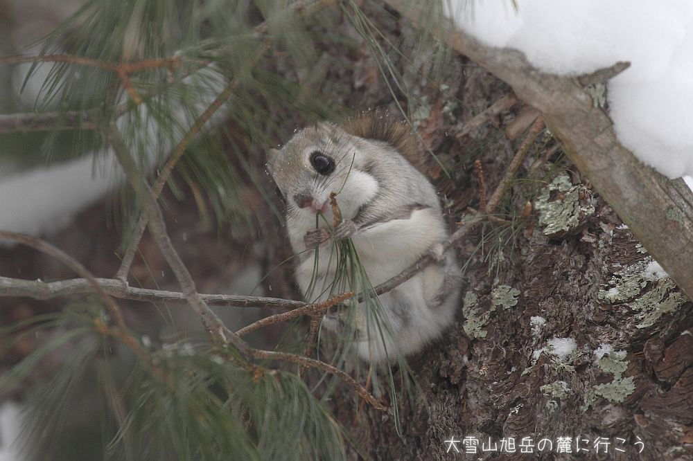 画像クリックで拡大、ドラッグで移動、ふたたびクリックで元に戻ります。 大雪山旭岳の麓に行こうシーズン2