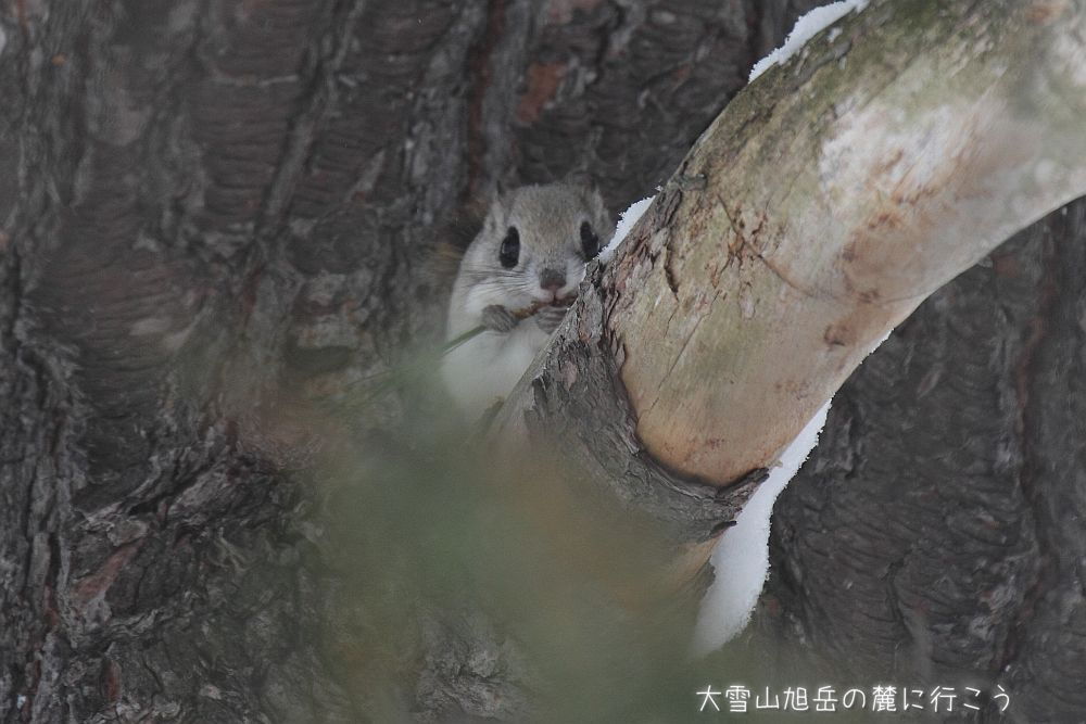 画像クリックで拡大、ドラッグで移動、ふたたびクリックで元に戻ります。 大雪山旭岳の麓に行こうシーズン2