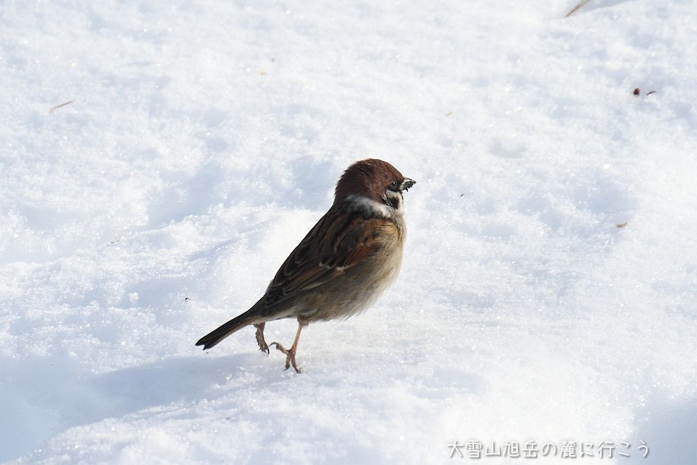 画像クリックで拡大、ドラッグで移動、ふたたびクリックで元に戻ります。 大雪山旭岳の麓に行こうシーズン2