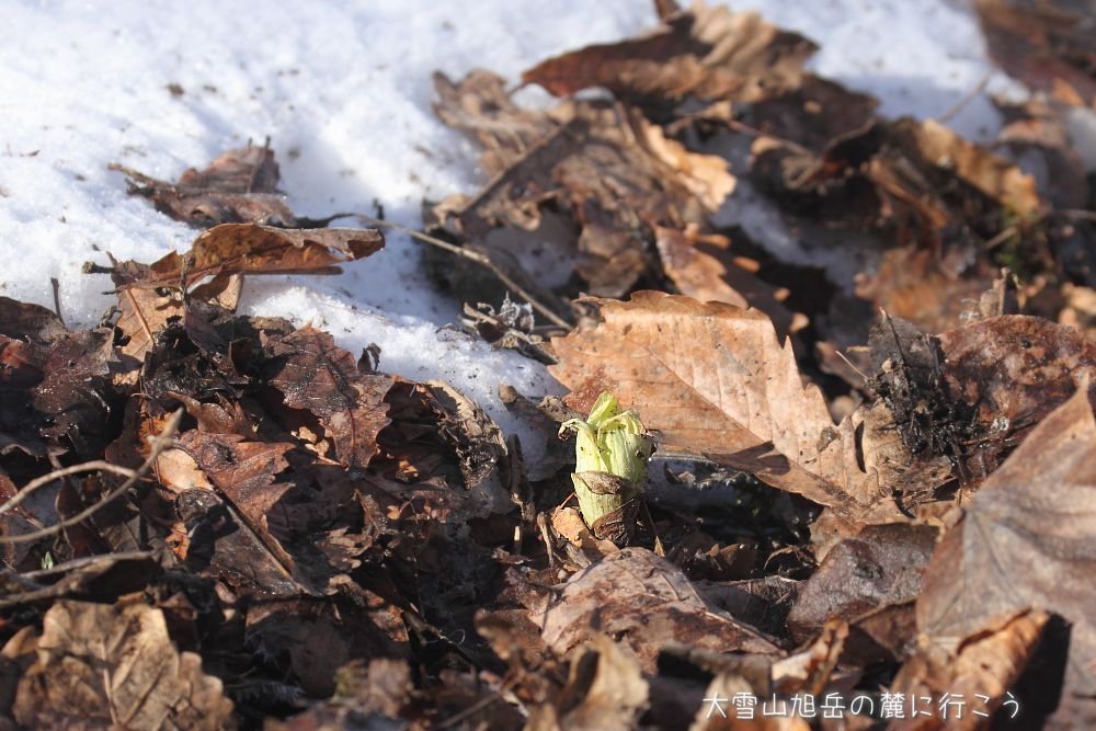 画像クリックで拡大、ドラッグで移動、ふたたびクリックで元に戻ります。 大雪山旭岳の麓に行こうシーズン2