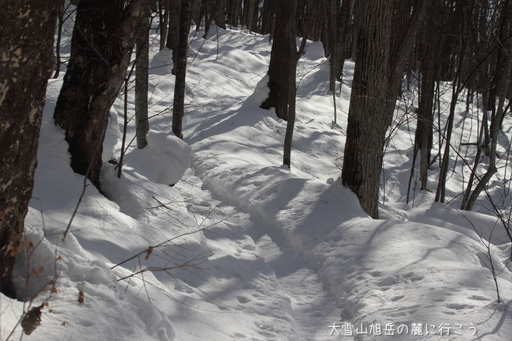 画像クリックで拡大、ドラッグで移動、ふたたびクリックで元に戻ります。 大雪山旭岳の麓に行こうシーズン2