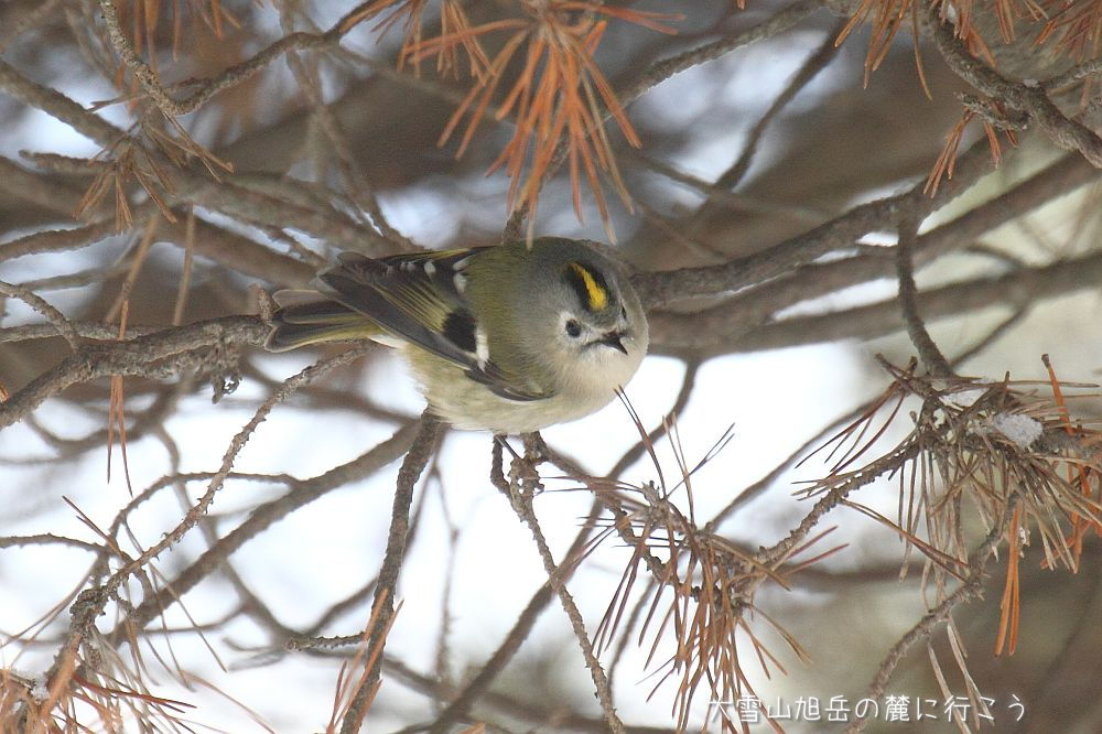 画像クリックで拡大、ドラッグで移動、ふたたびクリックで元に戻ります。 大雪山旭岳の麓に行こうシーズン2
