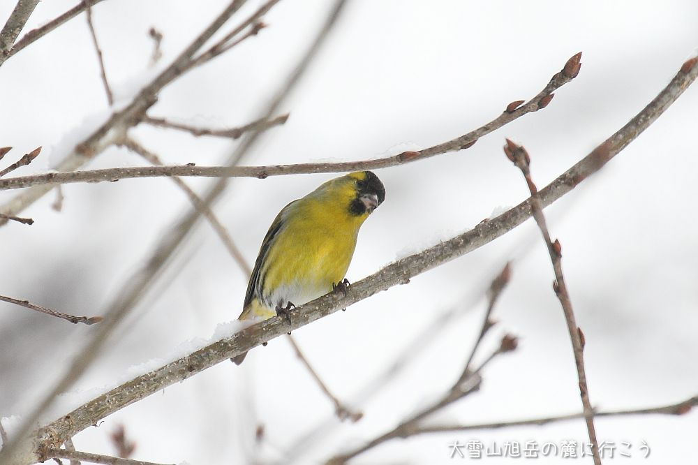 画像クリックで拡大、ドラッグで移動、ふたたびクリックで元に戻ります。 大雪山旭岳の麓に行こうシーズン2