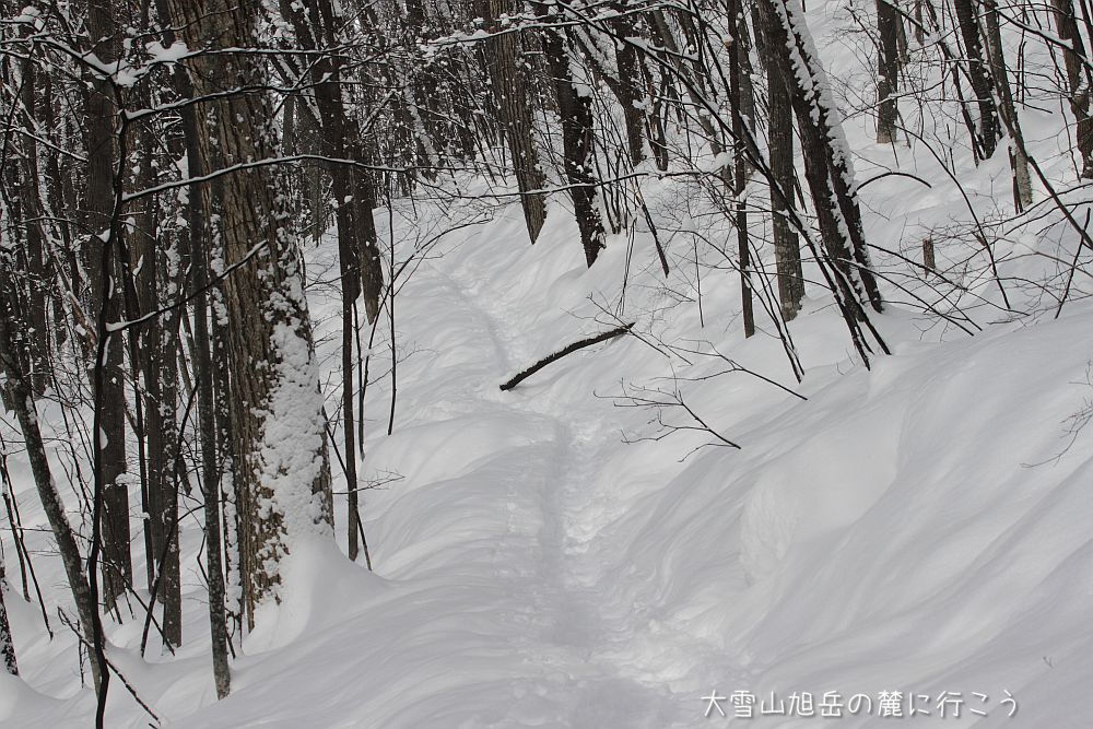 画像クリックで拡大、ドラッグで移動、ふたたびクリックで元に戻ります。 大雪山旭岳の麓に行こうシーズン2