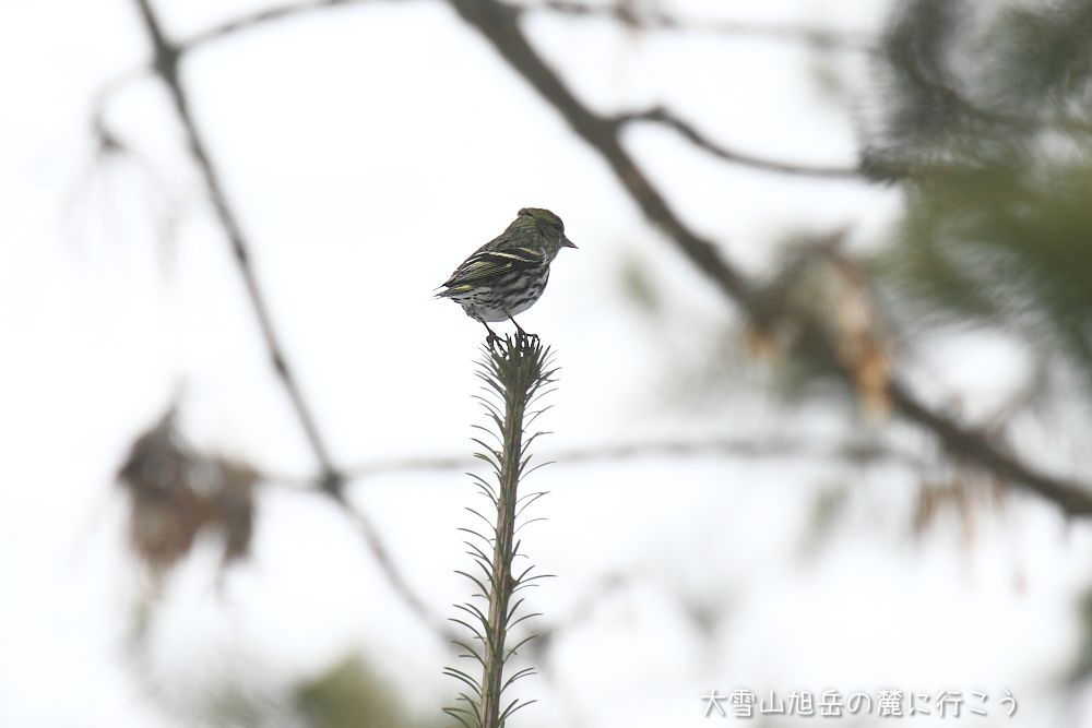 大雪山旭岳の麓に行こうシーズン2
