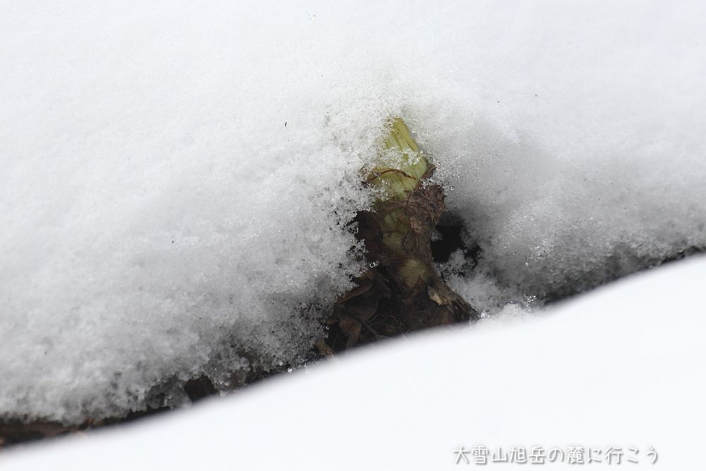 大雪山旭岳の麓に行こうシーズン2