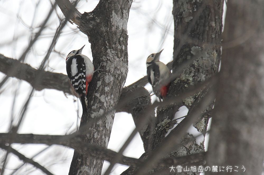 大雪山旭岳の麓に行こうシーズン2