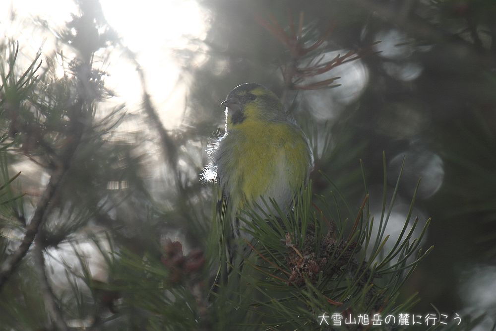大雪山旭岳の麓に行こうシーズン2